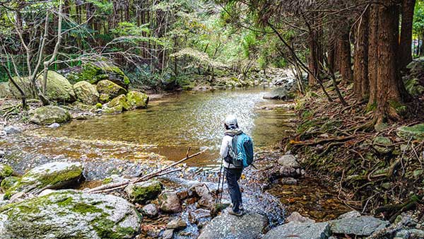 사계절 물이 마르지 않는 남창계곡의 삼나무군락지.