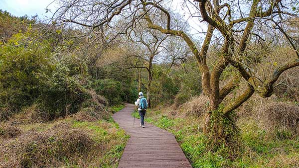입암산성습지에 사는 희귀종,멸종위기종 보호를 위해 데크를 설치했다.