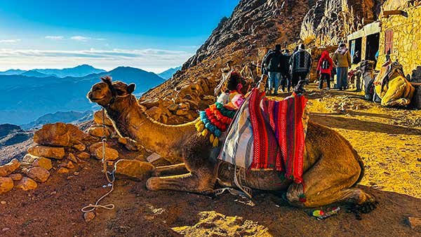 새벽 산길을 묵묵히 오르내리는 순례자들 곁을 지키는 낙타.이 길 위에서는 누구보다 든든한 후원자다.