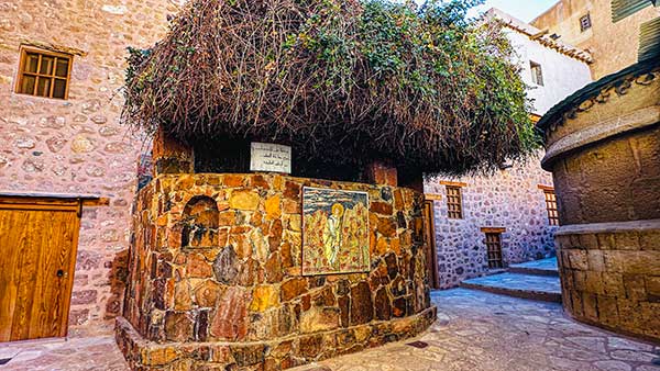 성 카타리나수도원의 '불타는 떨기나무'.훼손을 막기 위해 두껍게 가림막을 씌워두었지만,오래된 나무의 숨결만은 여전히 담장 너머로 전해진다.