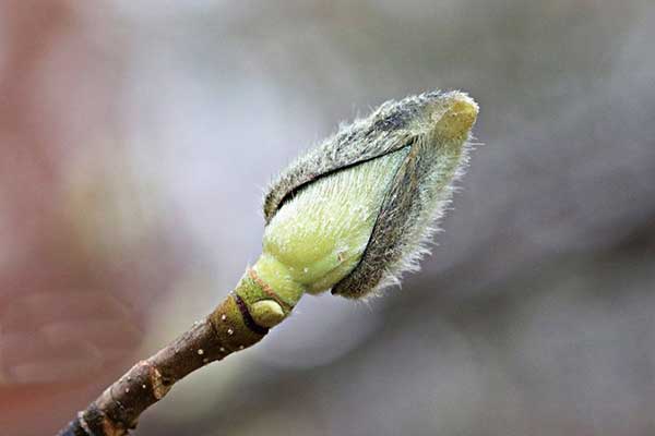 목련의 겨울눈.