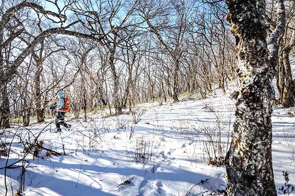 문수봉 능선의 사스레 군락지. 사스레나무의 고향은 문수봉이 아닐까. 흰 수피는 매서운 겨울 능선과 잘 어울린다. 눈과 같은 빛깔의 나무는 바람이 불 때마다 "사스레, 사스레"하고 소리를 내는 것만 같다. 자작나무와는