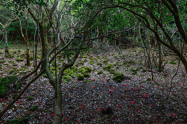 이끼정원. 노출된 모든 돌에 이끼가 가득 덮여 신비감을 더한다.