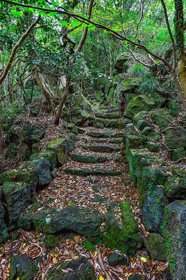 동백동산에서 가장 높은 상돌언덕. 예전에는 이곳에 올라 바다를 조망했다고 한다.