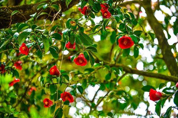 동백동산의 동백꽃.