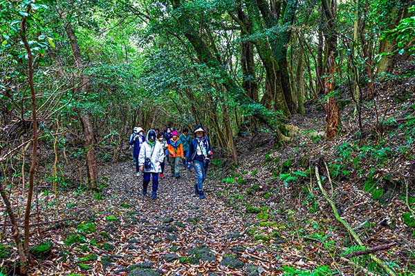 동백동산 탐방로. 화산석 위로 낙엽이 수북하다.