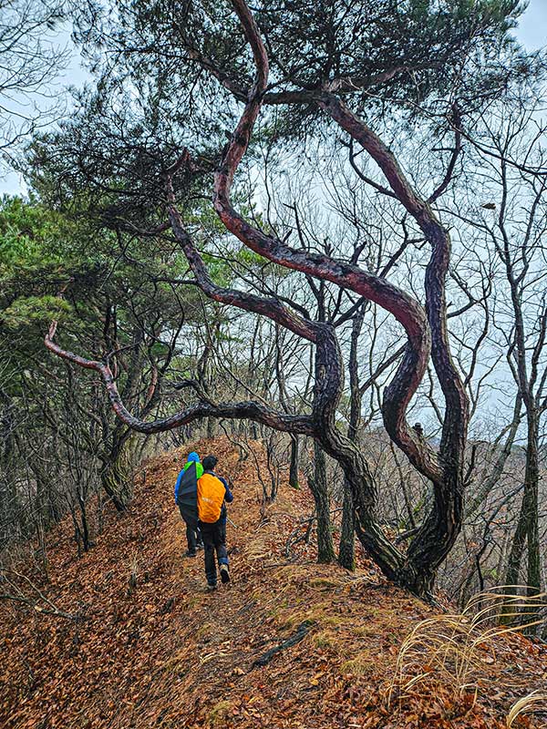 고덕산장 갈림길을 지나 고덕산으로 오르며 춤추는 듯한 소나무 곁을 지난다.