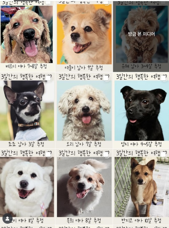 '이상순' <b>이효리</b>, 60억 평창동家 새 손님맞이.."순심이가 있던" [스타...