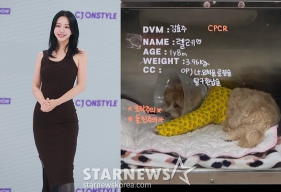 <b>한예슬</b>, 강아지 낙상<b>사고</b> 후 "직원 실수 확인..입원 중"