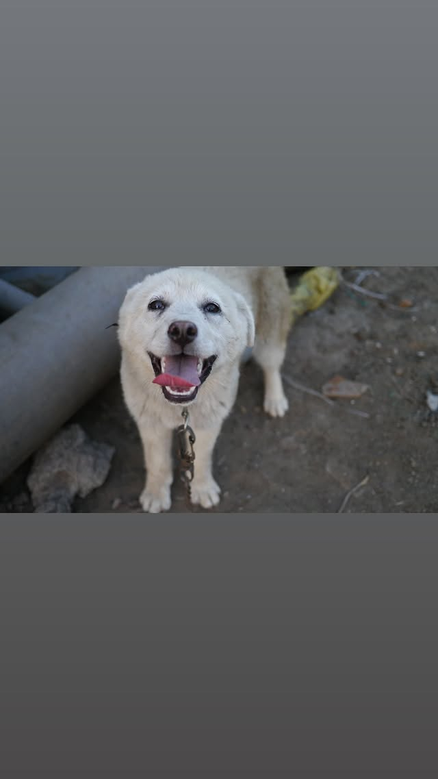 <b>이효리</b> 반려견 <b>석삼이</b>, 암 말기 투병 끝 강아지별로.."잘 가라" [스타이...