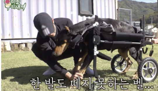 휠체어 끌며 버텼는데..<b>배정남 반려견 벨</b>, 청천벽력 비보 "<b>심장마비</b>"