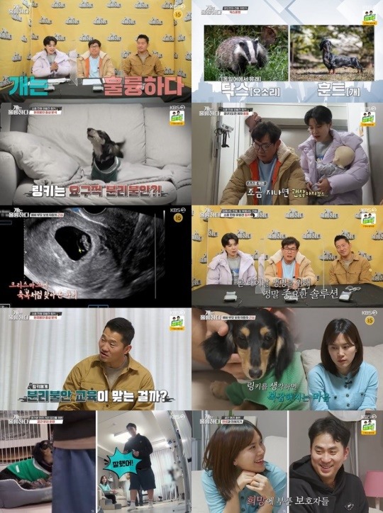 '<b>개훌륭</b>' <b>강형욱</b>, 분리불안 겪는 고민견에 <b>켄넬 훈련</b>..사회성 강화