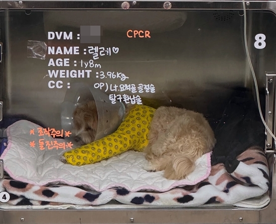 [POP이슈]<b>한예슬</b>, <b>반려견 낙상</b> 사고 CCTV 확인 “직원 실수..수술 잘 마치...