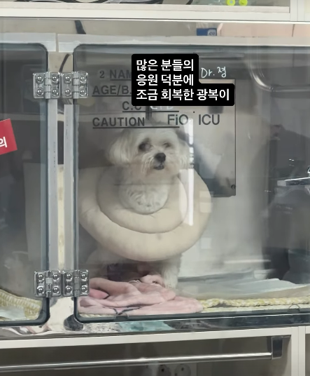 Park Sung-gwang's Dog Gwangbok Shows Signs of Recovery from Heart Disease