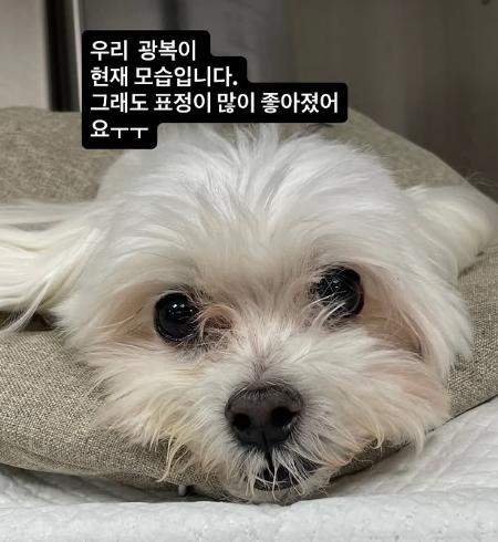 Park Sung-gwang's Dog Gwangbok Shows Signs of Recovery from Heart Disease