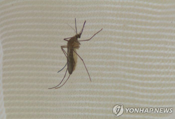 전국에 일본뇌염 경보…"백신 효과적, 예방접종 중요"