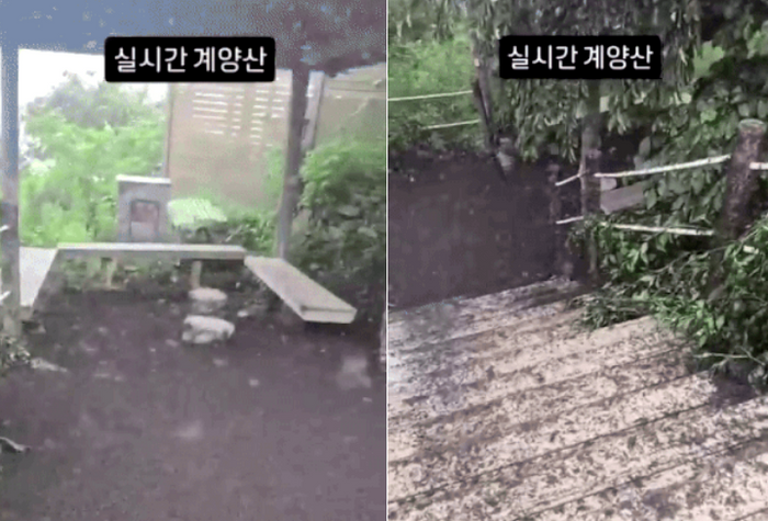 "기절하겠네" <b>러브버그 사체</b> 쌓였다…점령당한 인천 <b>계양산</b>