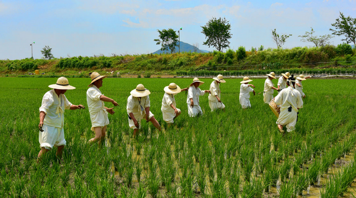 백암농요를 부르면서 논매기를 하고 있는 모습. ⓒ용인시 제공