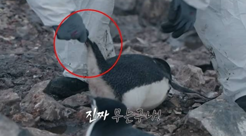 '<b>남극의 셰프</b>' 이번엔 동물학대 <b>논란</b>...제작진 해명은?