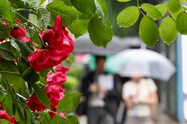 '낮 최고 31도'·최대 40㎜ 수도권 소나기…여름철 복통, 3일 이상 지속된다면? [오늘 날씨]