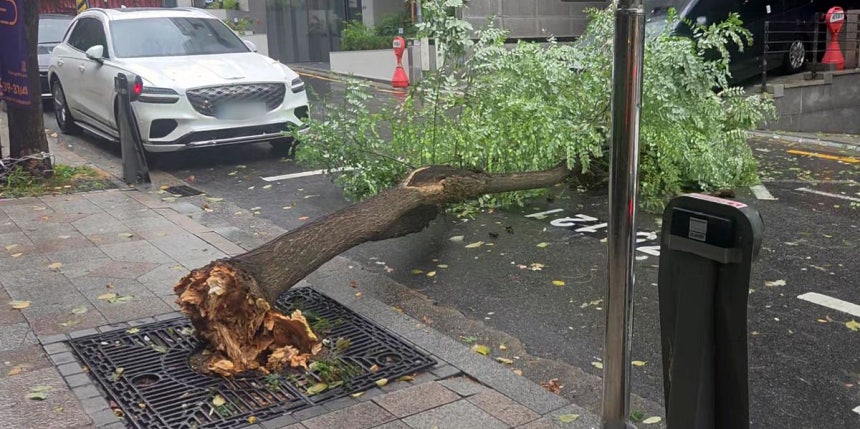 전국 대부분 지역에 돌풍을 동반한 가을비가 내리는 18일 서울 강남구 역삼동의 한 거리에 돌풍으로 가로수가 쓰러져있다. ⓒ연합뉴스