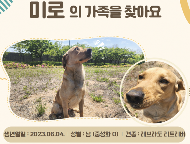 ◆ 민간분양을 앞둔 마약탐견지 12두 중 '미로' 견.