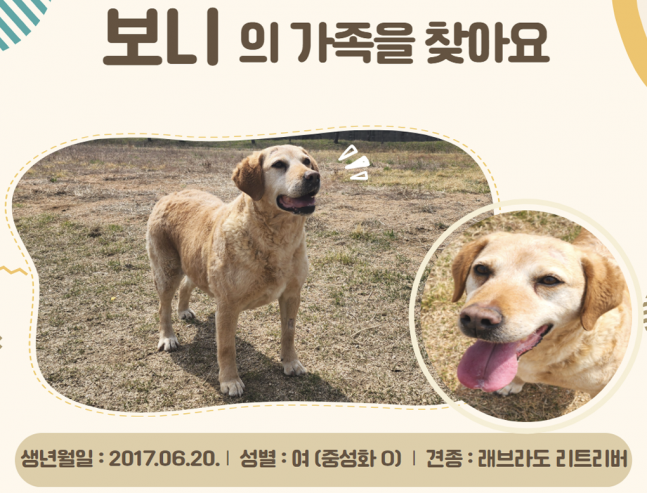 ◆ 민간분양을 앞둔 마약탐견지 12두 중 '보니' 견.