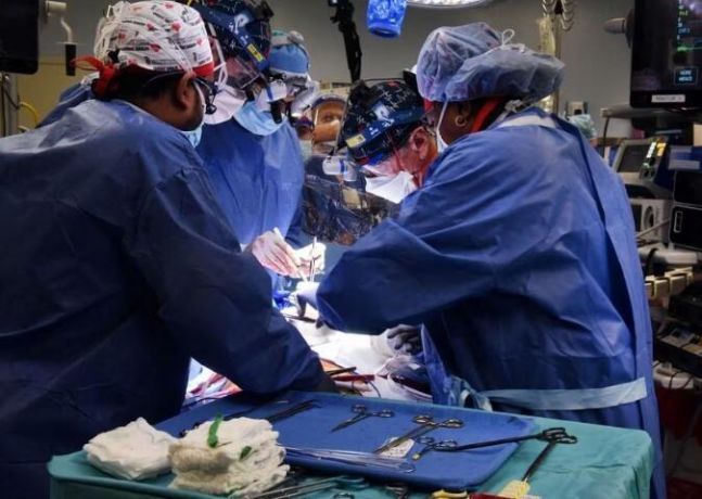 ◆…돼지 신장을 인간에게 이식하는 정식 임상시험이 시작됐다. 사진은 기사 내용과 상관없음 (사진=로이터)