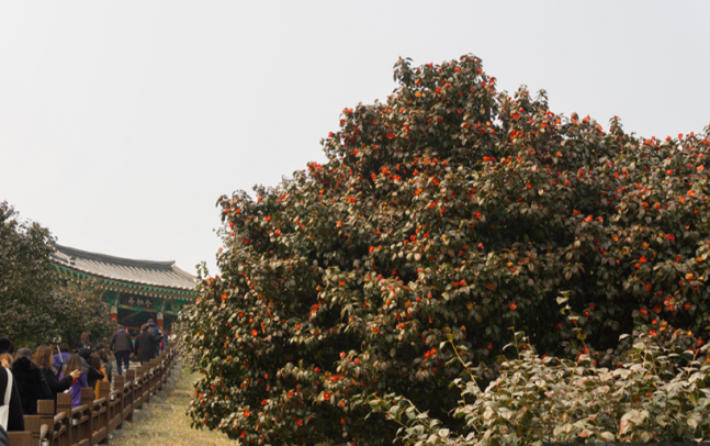 ◆…마량리 동백나무숲. 사진=한국관광공사 이다정