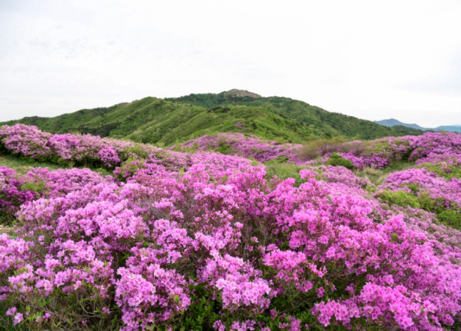 ◆…지리산 바래봉 사진=남원시 공식블로그