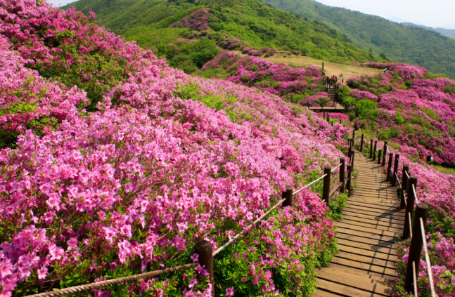 ◆…지리산 바래봉. 사진=한국관광공사 포토코리아 김지호