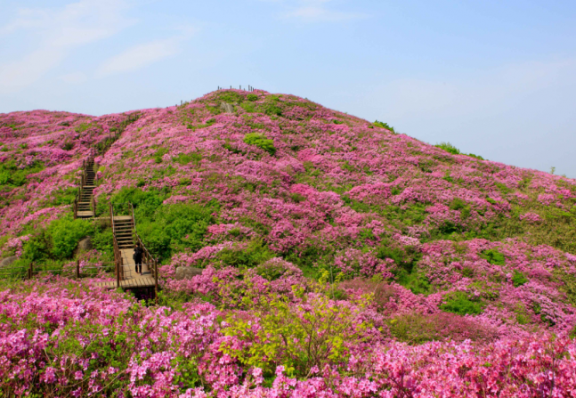 ◆…지리산 바래봉. 사진=한국관광공사 포토코리아 김지호