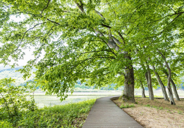 ◆…서어나무숲 사진=남원시 공식블로그
