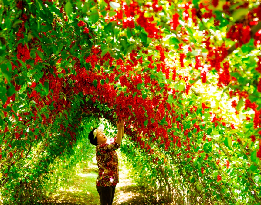 탐스럽게 익은 오미자 열매가 주렁주렁 달려 있다.