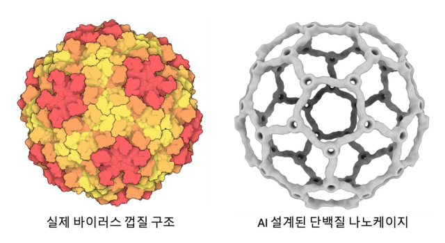 실제 바이러스 껍질 구조와 AI 설계 단백질 나노케이지 비교. 왼쪽은 자연계 바이러스가 단백질을 배열해 만든 껍질 구조이며, 오른쪽은 이를 모방해 AI로 설계한 속 빈 단백질 나노케이지이다. 두 구조는 모두 단백질들