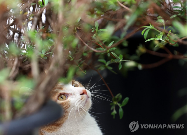 [사진=연합뉴스]