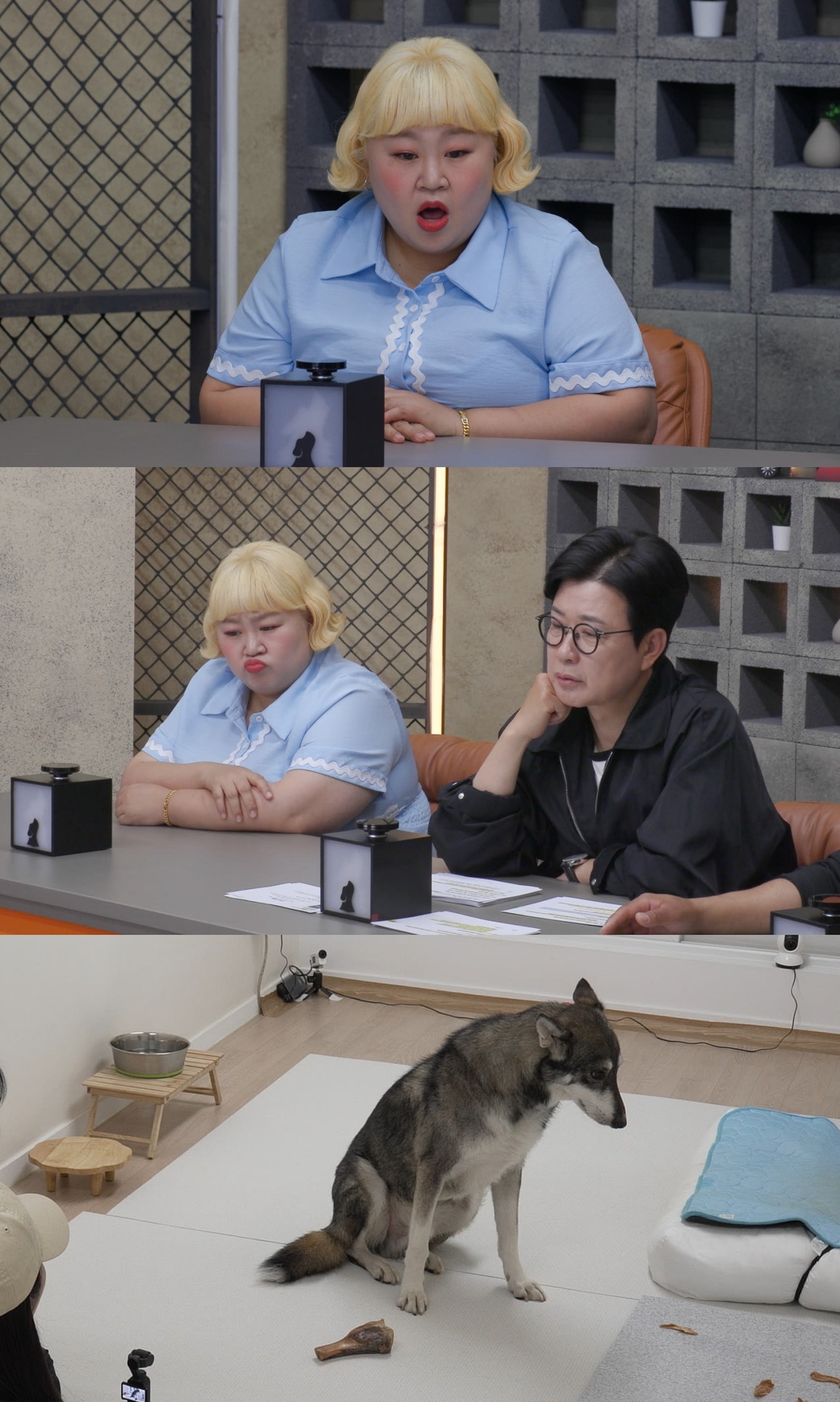 ‘<b>개늑시</b>2’ “늑구 아니야?” 6년간 대구 산을 지킨 수호신의 정체는?