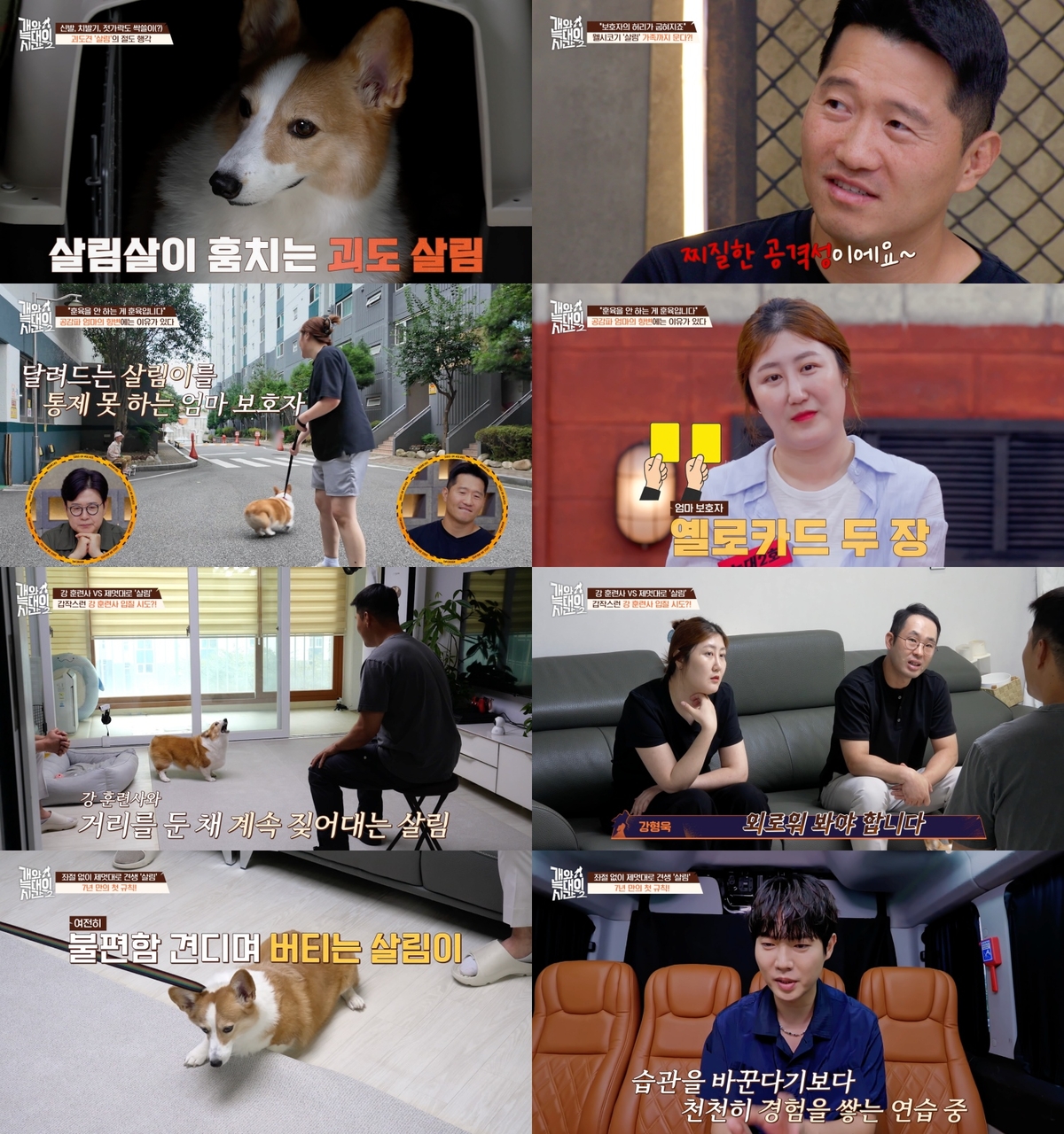 ‘개늑시2’ 강형욱 “살림이, 댓글로 욕하는 <b>개</b>”