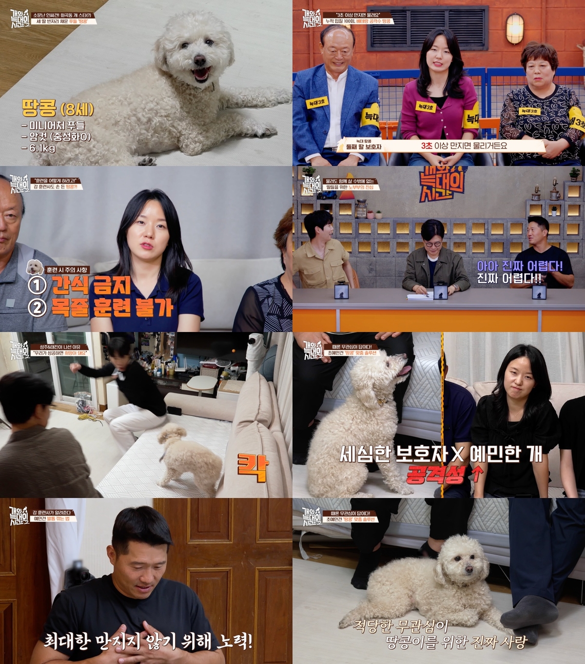 ‘개늑시’ 솔루션 사상 최초, 간식과 목줄 없이 ‘<b>늑대</b>’ 훈련 성공
