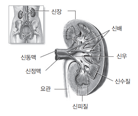 신장 단면 이미지. 서울대학교병원 제공