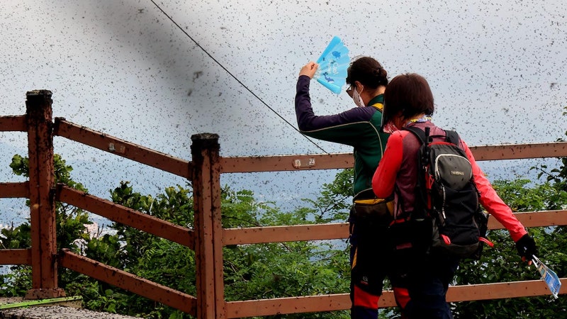 환경부, <b>러브버그</b> 대발생한 계양산서 <b>방제</b> 작업