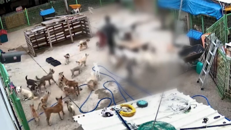 "오물 범벅에 사체까지 뜯어먹고"‥지자체가 보호한다며