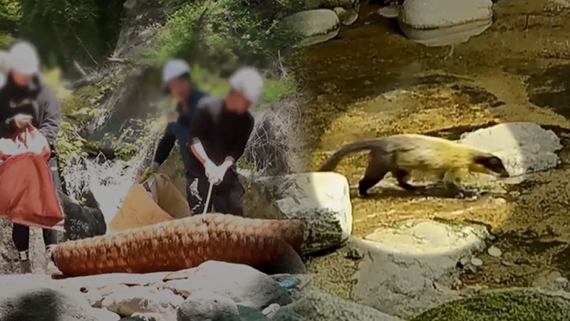 대구 팔공산 무속인들 기도터 철거하자‥멸종위기생물 담비 돌아와