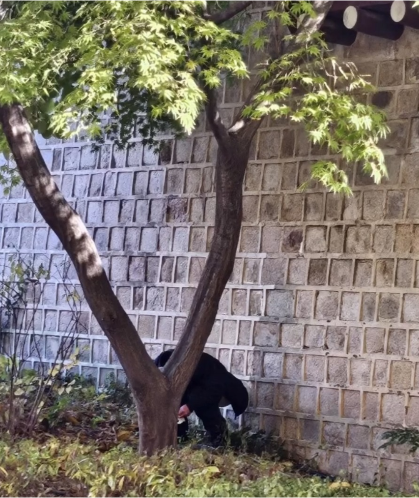 경복궁 돌담에 오줌 싼 남자 결국 경찰에 잡혀 벌금 냈대 충격