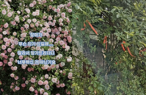 SNS 명소 장미 잘라간 60대…"삽목하려고"