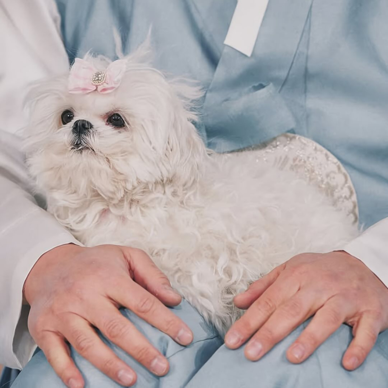 구성환 반려견 꽃분이 작고하다