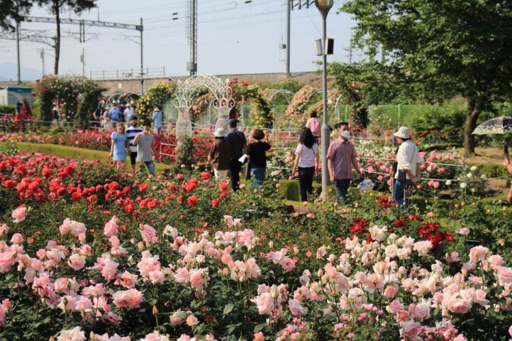 <b>곡성 장미축제</b>, 수억만 송이 장미 향연