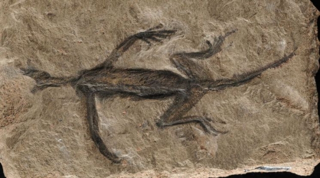 가장 오래된 파충류화석 연조직, 알고보니 페인트…가짜는 아냐