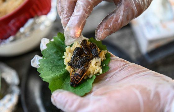 A restaurant in Washington, USA showcasing dishes with fried cicadas in rolls. [Photo credit=AFP Yonhap News]