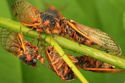 'Brood X' cicadas appearing every 17 years in the United States. [Photo credit=AFP, Yonhap News]